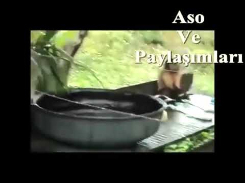 İsyan eden maymun (komik Kürtçe video)