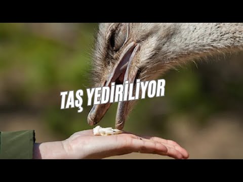 Deve Kuşları Neden Taş Yer? | Ocak Shorts Derleme