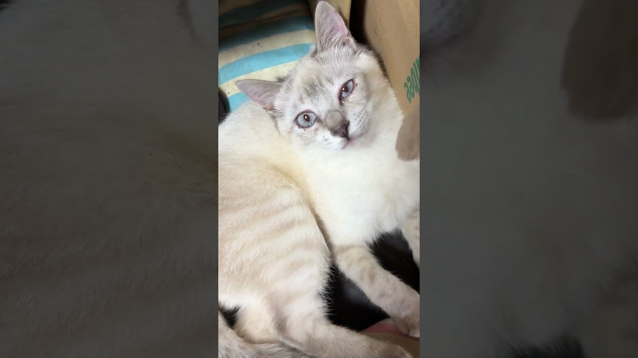 上から、ネコジャラシ。キジシロのルル、シャムの雫と。最後は、腰が痛くなるウp主💦