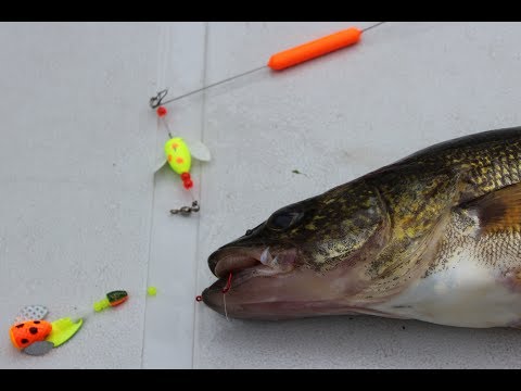 Spin & Glo on a Walleye harness.