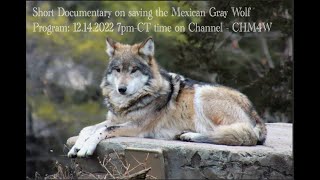 12 14 2022 Save the Mexican Gray Wolf Short Documentary
