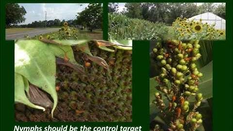 Trap Crops - Advanced Systems