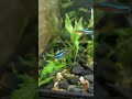 Neon Tetra On Stage #aquarium #fish #relaxing