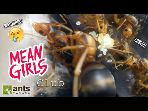 My Queen Ants Formed a "Mean Girls" Club | The Queen Ant Sorority