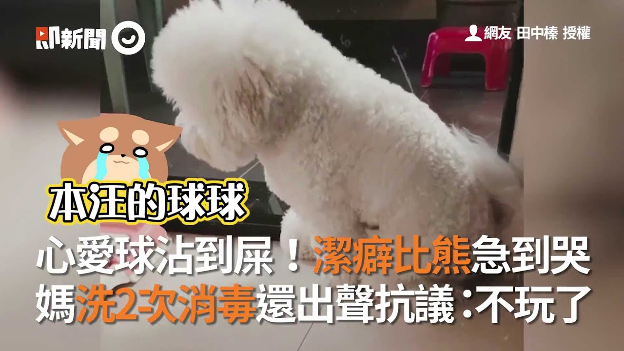 比熊犬散步遭強風襲擊 棉花糖 瞬間變型 風 好 大 寵物 狗 逗趣 精選影片 Youtube 比熊犬散步遭強風襲擊 棉花糖 瞬間變型 風 好 大 寵物 狗 逗趣 精選影片 Youtube