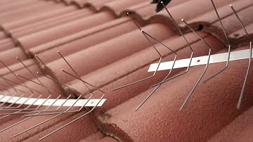 Why VEXO bird spikes are the best In the market