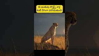 కేవలం 3 సెకన్లలో 100 kmph వేగాన్ని అందుకునే జంతువు..!