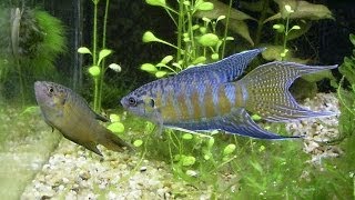 Species Profile #2: The Paradise Fish (Macropodus opercularis)