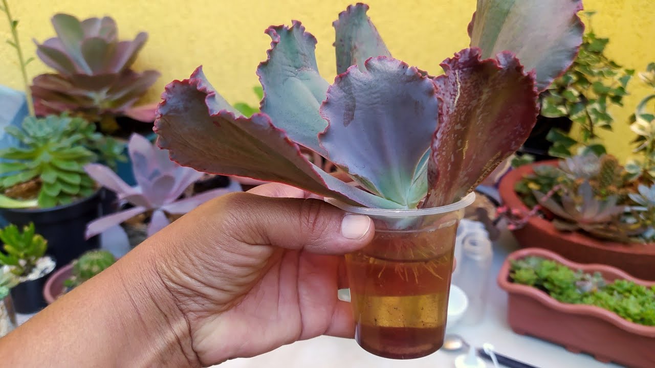SUCULENTAS na Água com CANELA:/Dicas para Enraíza muito mais Rápido