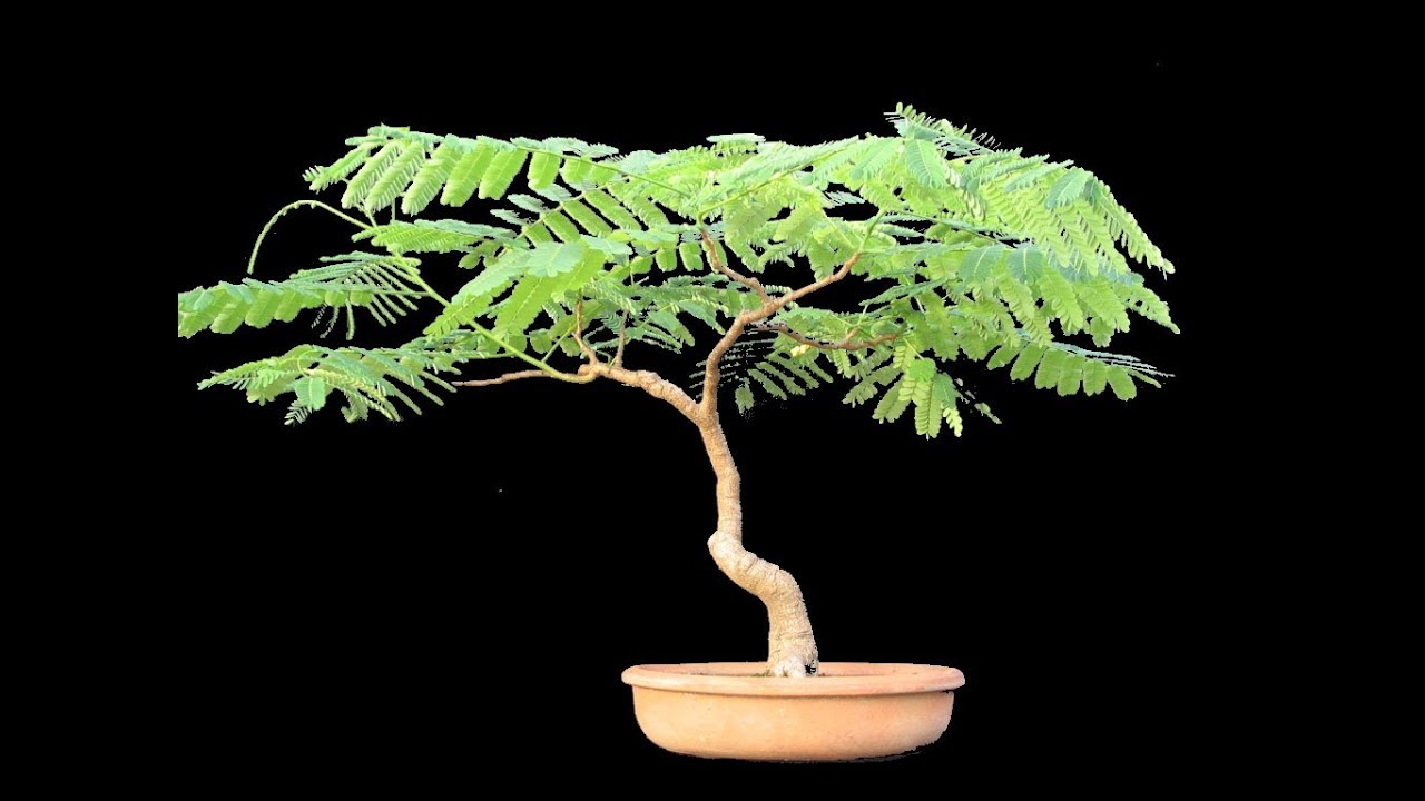 Tropical Bonsai Trees - Bonsai Tree Gardener #1 - YouTube
