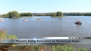 Mussels in Lansing being relocated for bridge construction