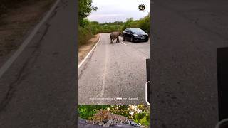 elephant baby attack a jeep 🐘♥🙄 Discover the Wild Animals  #trendingshorts #viralshort #wildanimals