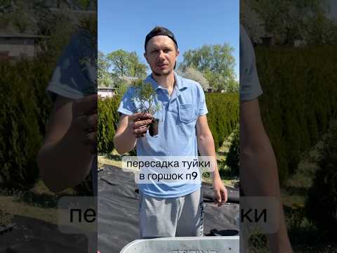пересадка туи
