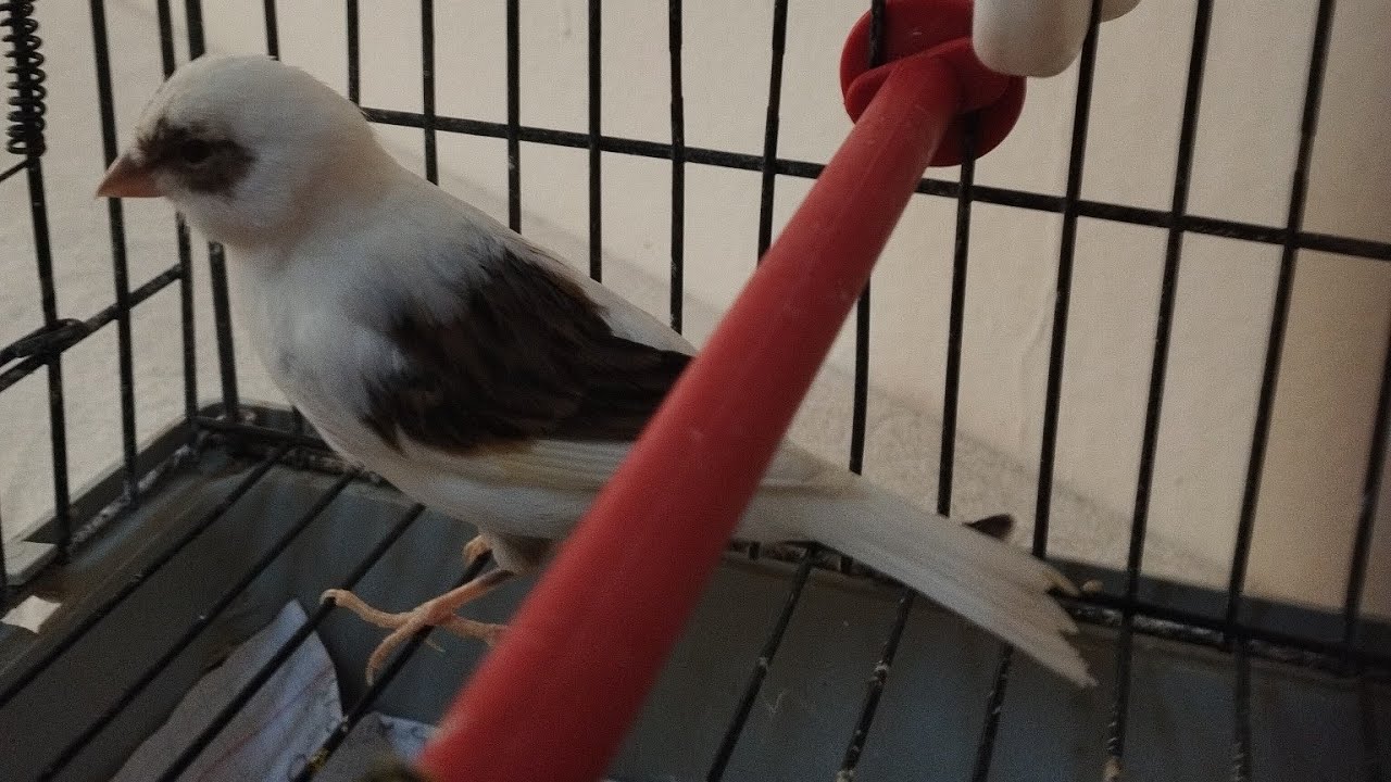 مرض الميغا بيكتريا عند الكناري تشخيص وقاية أسباب وطرق العلاج