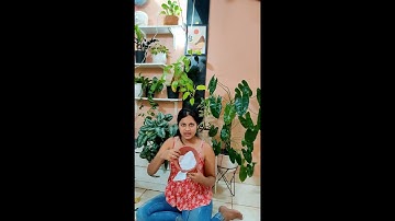 Propagate Scindapsus Pictus exotica in water and soil | Propagate with me | Plant Propagation |