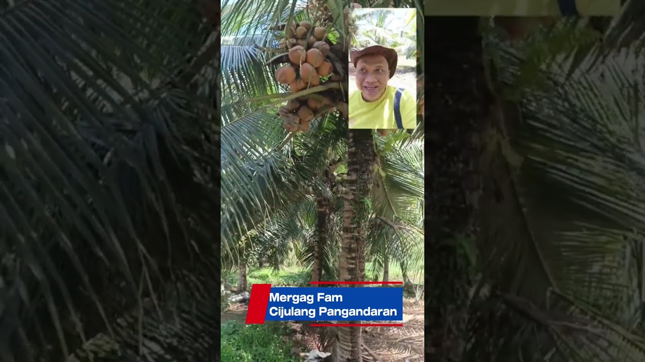 Kelapa Unggul Mergag Fam Cijulang Pangandaran #mergagfarm#pangandaran #kelapaunggul