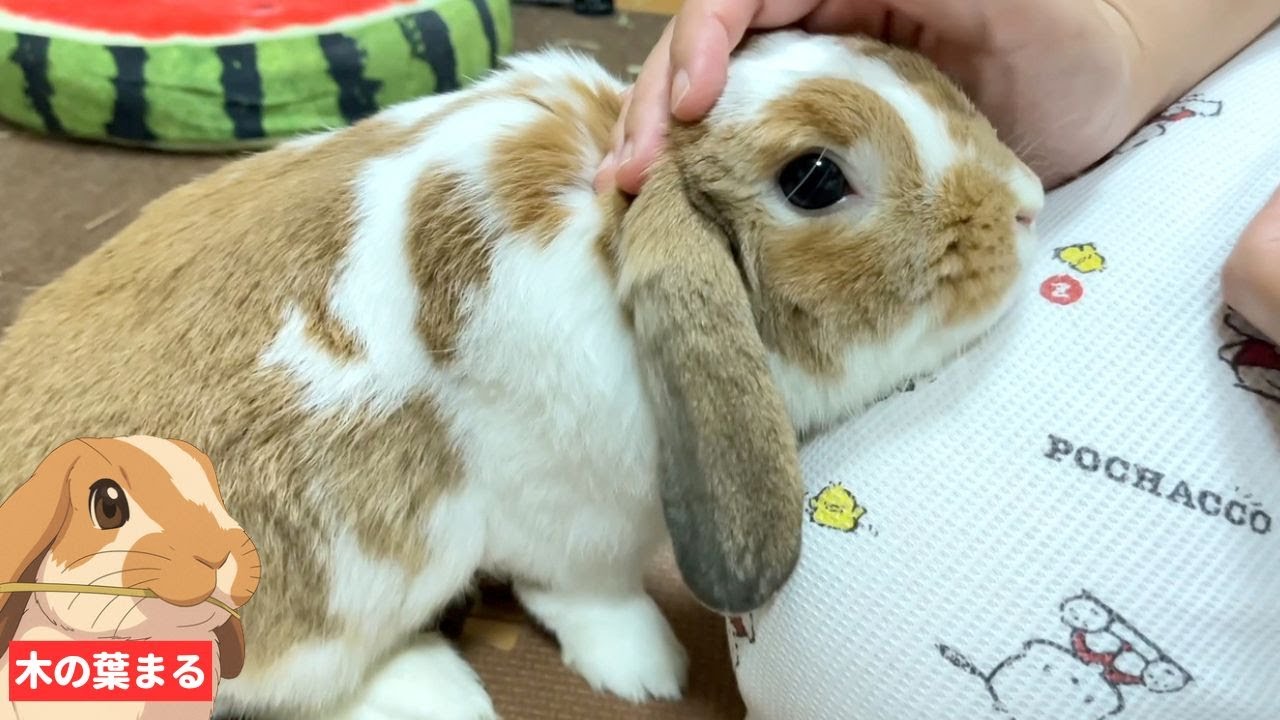 アーティスト　ロップイヤー　ウサギ　うさぎ maxresdefault.jpg