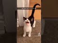 Cats talking english compilation 22  not mine  tiktok funnycats0ftiktok