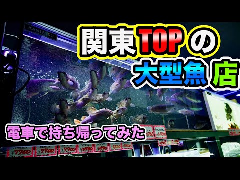関東の大型熱帯魚ショップ訪問&熱帯魚購入お持ち帰り！ピライーバが