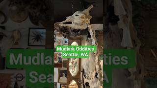 Mudlark Oddities in Seattle, WA. #goth #gothaesthetic #gothshop #gothic #seattle