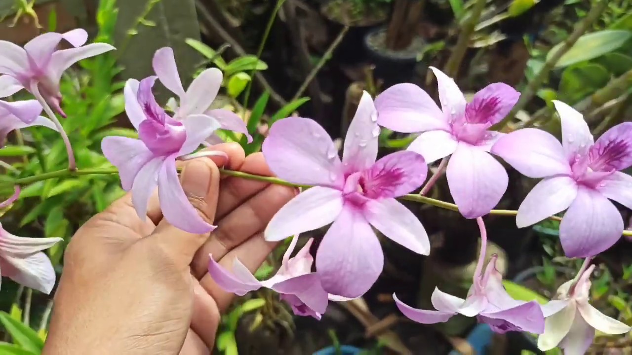 Gila !!  Pemula Harus Punya 5 Anggrek ini !