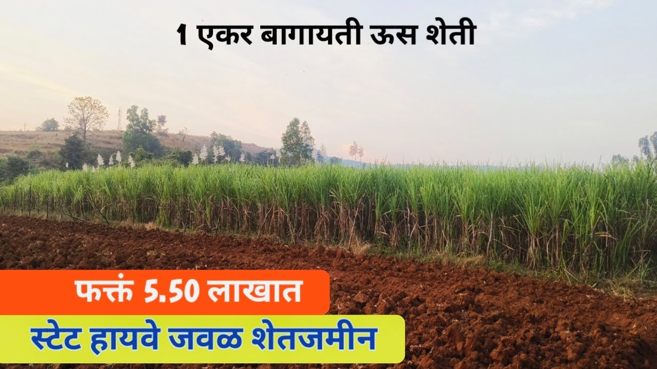 1 एकर बागायती ऊस शेती ! farm land near kolhapur ! agriculture land for sale