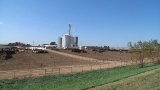 AgweekTV: Cattle Market