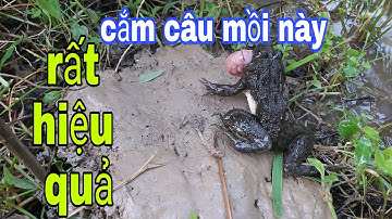 cắm câu ếch mùa nước nổi
