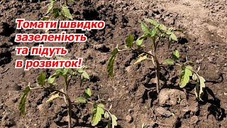 Томати оживають! Перше підживлення низькорослих томатів після висадки!