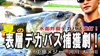 【バス釣り】水面炸裂デカバス連打！夏の表層デカバス捕獲劇！（大江川）
