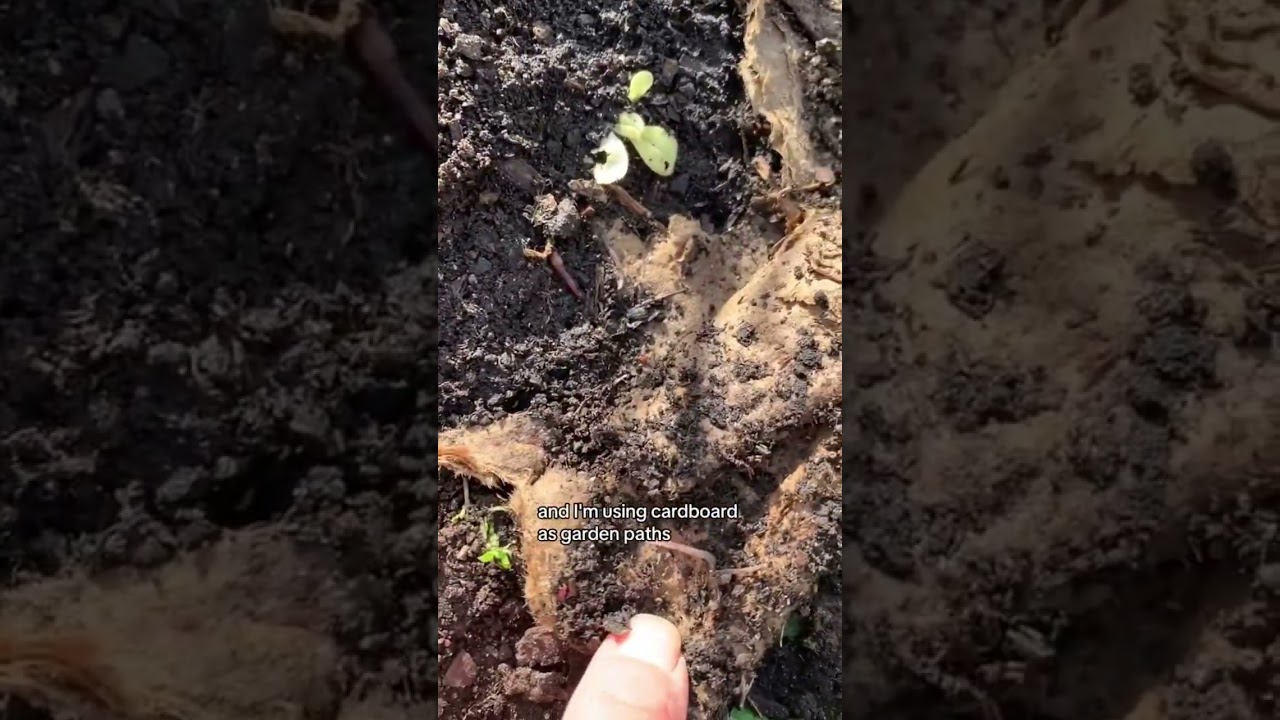 I knew they liked cardboard, but i didnt know it this much! 