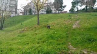 American Stafforshire Terrier