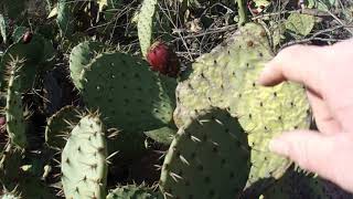 تسليط الضوء على الشجيرات: ساحل التين الشوكي (Opuntia littoralis) - 24/11/21 - فوليرتون، كاليفورنيا - الجزء 1/2