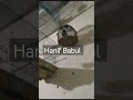 batair ki awaaz/Quail bird best sound/бадана сойроки