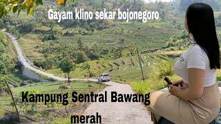 Kampung gayam sentral bawah merah di klino sekar bojonegoro