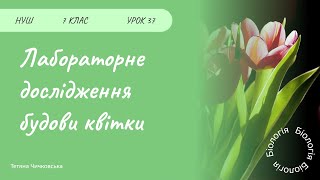 картинка: Лабораторне дослідження будови квітки