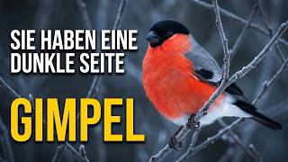 Der Gimpel - ist der doppelgesichtigste Vogel in der Natur