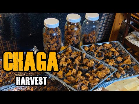 Chaga 사냥 Chaga는 무엇인가 & 약용 차를위한 Chaga 버섯의 지속 가능한 채집 및 수확