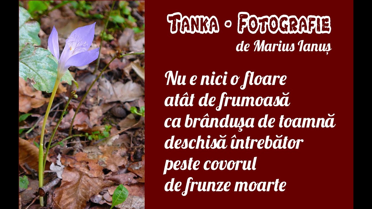 Ce Cred Evreii AdevÄraÈi Despre Sionism Youtube