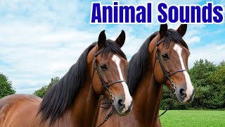 Animal Sounds | Learn Animal Name with Real Sounds for Kids | Educational video #animalsounds