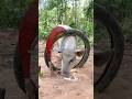 Build Unique Primitive Wild boar Trap #wildanimal #shortvideo