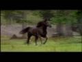 Adventures Of The Black Stallion End Credits Adventures Of The Black Stallion End Credits