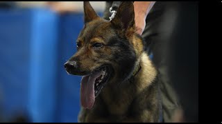 K9 Team Tactics with The Officer Survival Series Tier 2