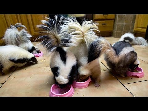 ДОМАШНИЙ СКУНС Необычный домашний питомец Как ухаживать за скунсом