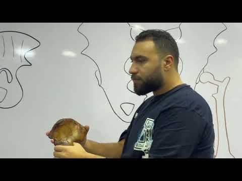 LOWER LIMB ANATOMY LECTURE 1 KA 199 