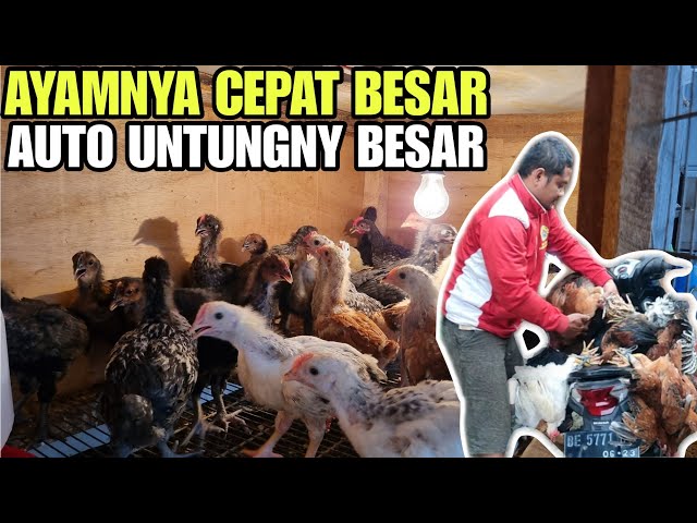 TIPS AGAR AYAM SEHAT u0026 TUMBUH PESAT class=