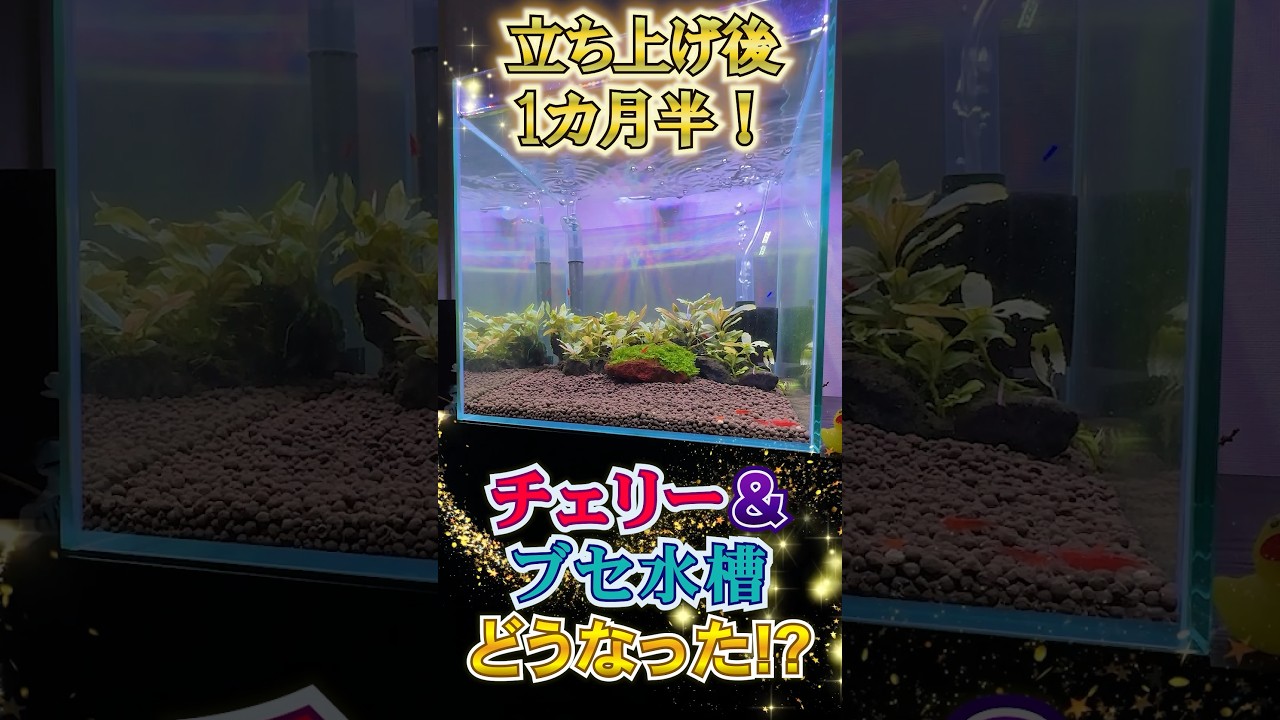 チェリー＆ブセ水槽立ち上げから1ヶ月半の様子を紹介！#shorts #かつ