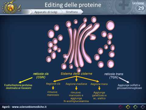 Video: Dove si formano le vescicole nell'apparato del Golgi?