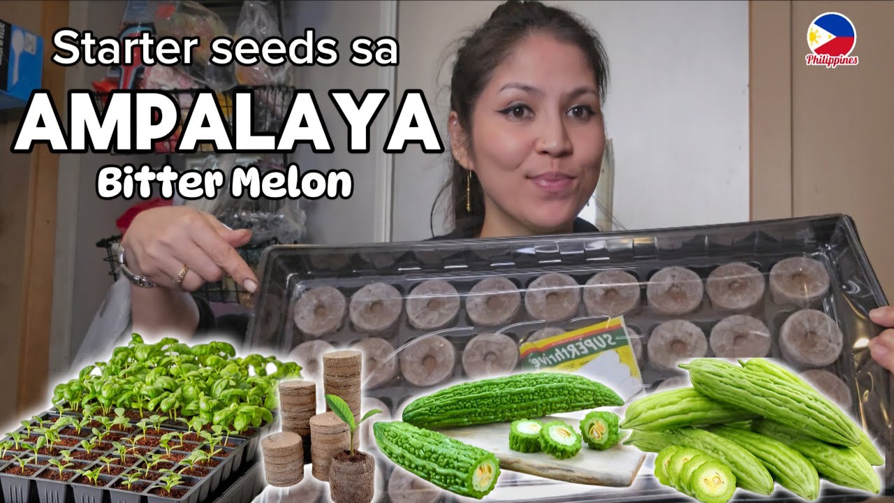 Starter seeds Ampalaya/Bitter Melon /filipina living abroad /American trying FILIPINO food
