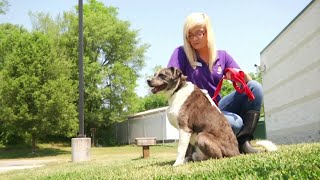 App partners to donate money to Roanoke Valley SPCA
